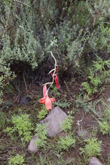 Gladiolus saundersii