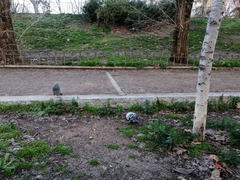 Columba livia domestica