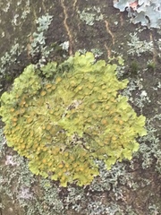 Xanthoria parietina