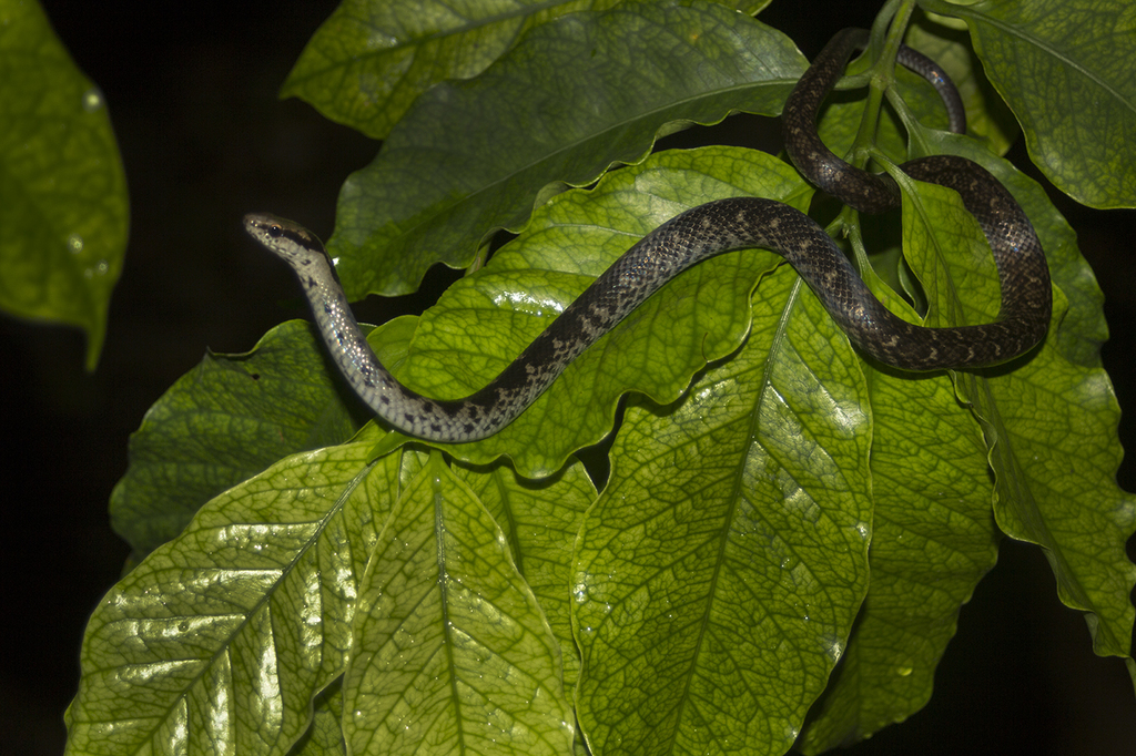 Brown Fanged Snake