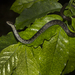 Brown Fanged Snake - Photo (c) Pedro Genaro Rodriguez, some rights reserved (CC BY-NC), uploaded by Pedro Genaro Rodriguez