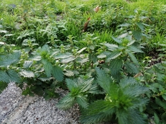 Urtica urens