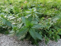 Urtica urens