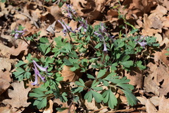 Corydalis paczoskii