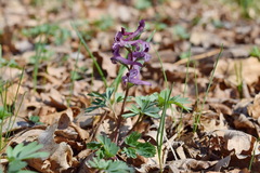 Corydalis paczoskii
