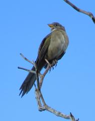 Embernagra longicauda