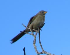 Embernagra longicauda