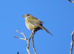 Embernagra longicauda