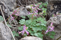 Corydalis paczoskii
