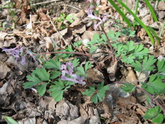 Corydalis paczoskii