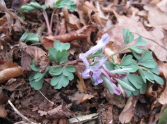 Corydalis paczoskii