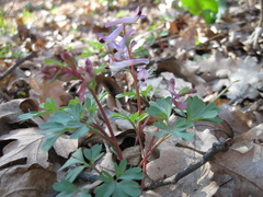 Corydalis paczoskii