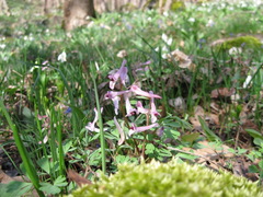 Corydalis paczoskii