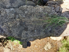 Adenochloa ecklonii