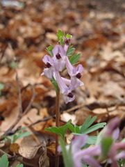 Corydalis paczoskii
