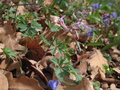 Corydalis paczoskii