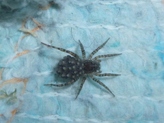 Paratrochosina amica