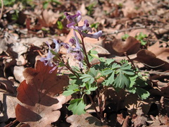 Corydalis paczoskii