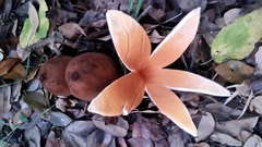 Chorioactis geaster image