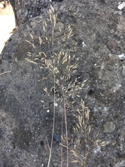 Adenochloa ecklonii