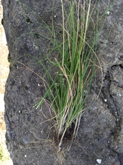 Adenochloa ecklonii