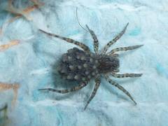 Paratrochosina amica