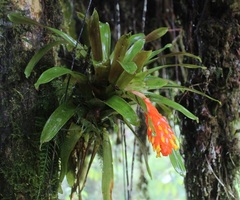 Guzmania melinonis