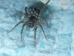 Paratrochosina amica