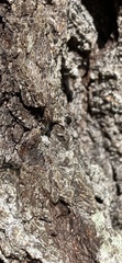 Camponotus novogranadensis