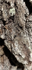 Camponotus novogranadensis