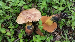 Boletus fairchildianus