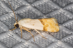 Ponometia elegantula