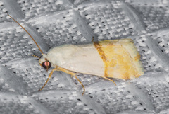 Ponometia elegantula