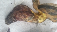 Boletus fairchildianus