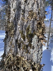 Drummondia prorepens