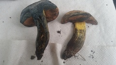 Boletus fairchildianus