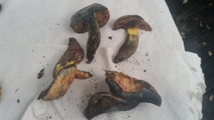 Boletus fairchildianus