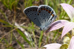Plebejus samuelis