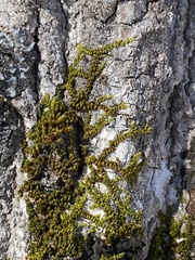 Drummondia prorepens