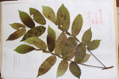 Rhus javanica