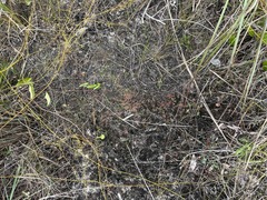 Drosera capillaris