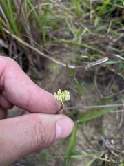 Polygala longicaulis
