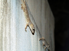 Hemidactylus mabouia
