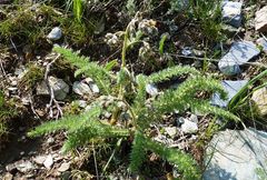 Biebersteinia multifida