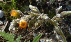 Biebersteinia multifida