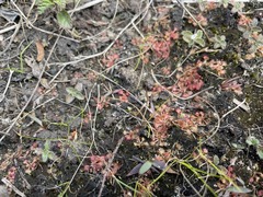 Drosera capillaris