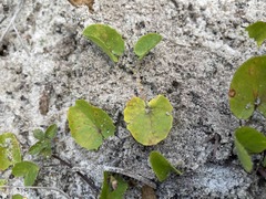 Centella asiatica