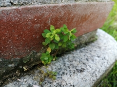 Euphorbia peplus