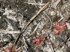 Drosera capillaris