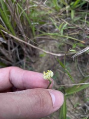 Polygala longicaulis
